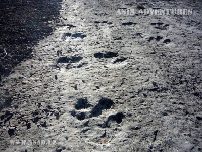 Плато Динозавров - Ходжапиль Плато Динозавров - Ходжапиль