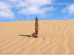 Kyzylkum desert Kyzylkum desert