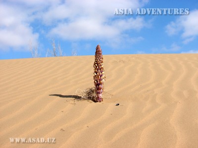 Kyzylkum desert Kyzylkum desert