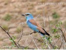 Bird watching in Uzbekistan