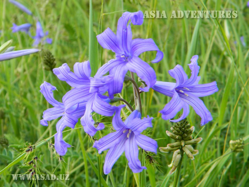 Uzbekistan Tour & Travels. Mountain flowers in Uzbekistan. Botanical