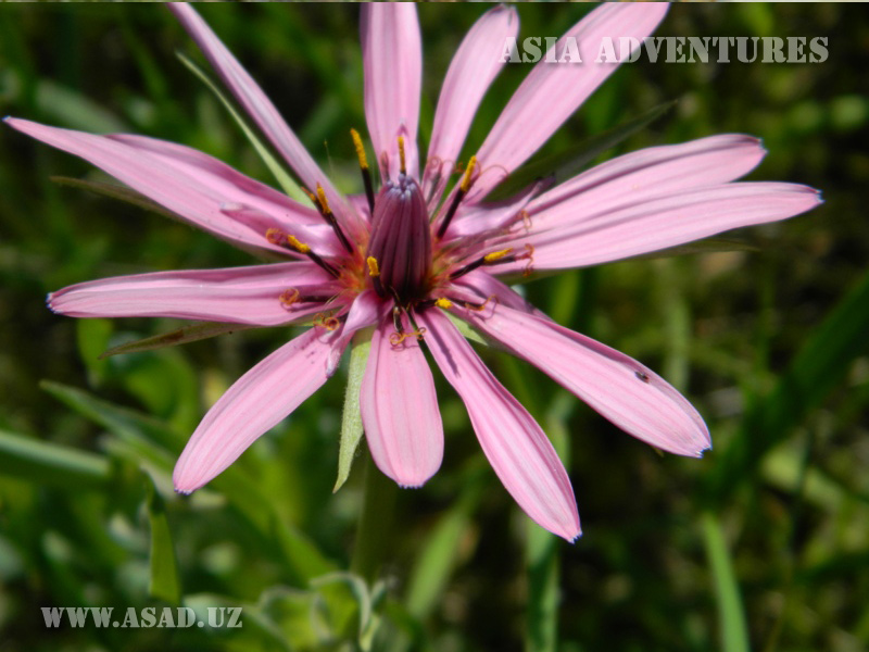 Uzbekistan Tour & Travels. Mountain flowers in Uzbekistan. Botanical