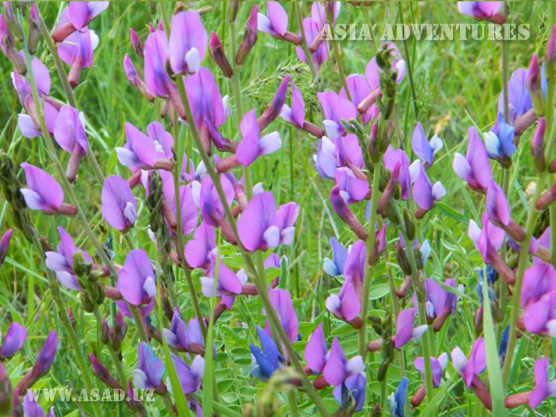 Uzbekistan Tour & Travels. Mountain flowers in Uzbekistan. Botanical