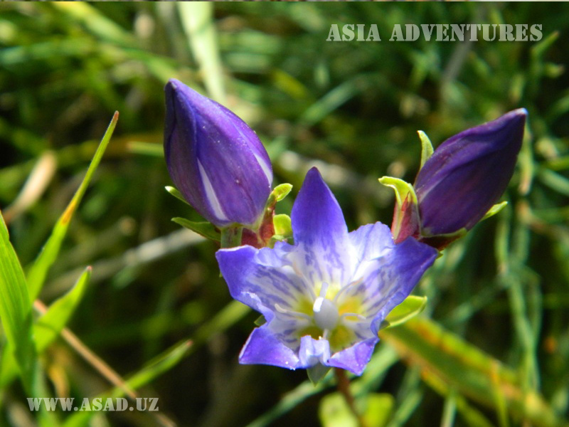 Uzbekistan Tour & Travels. Mountain flowers in Uzbekistan. Botanical